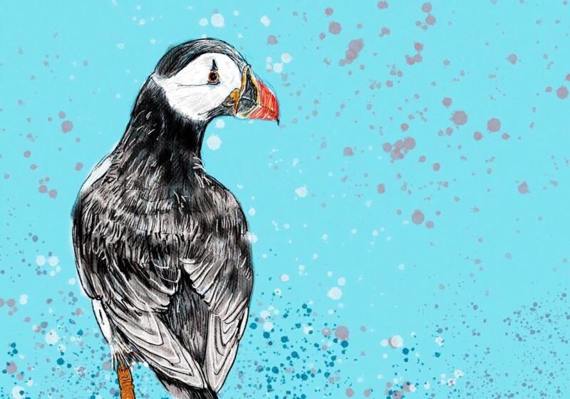 Image of Puffin by Stuart Roy